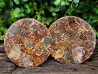 Hand Made Ammonite Conglomerate Coffee Table Coasters x 6 From Mahajanga, Madagascar
