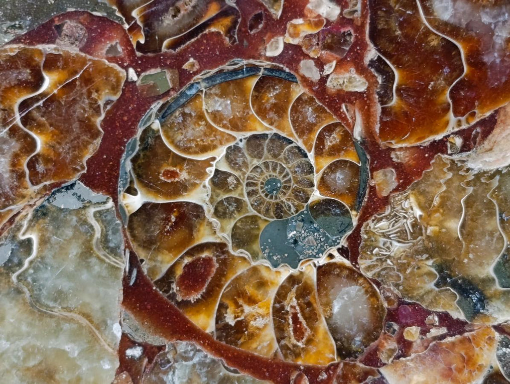 Hand Made Ammonite Conglomerate Coffee Table Coasters x 6 From Mahajanga, Madagascar