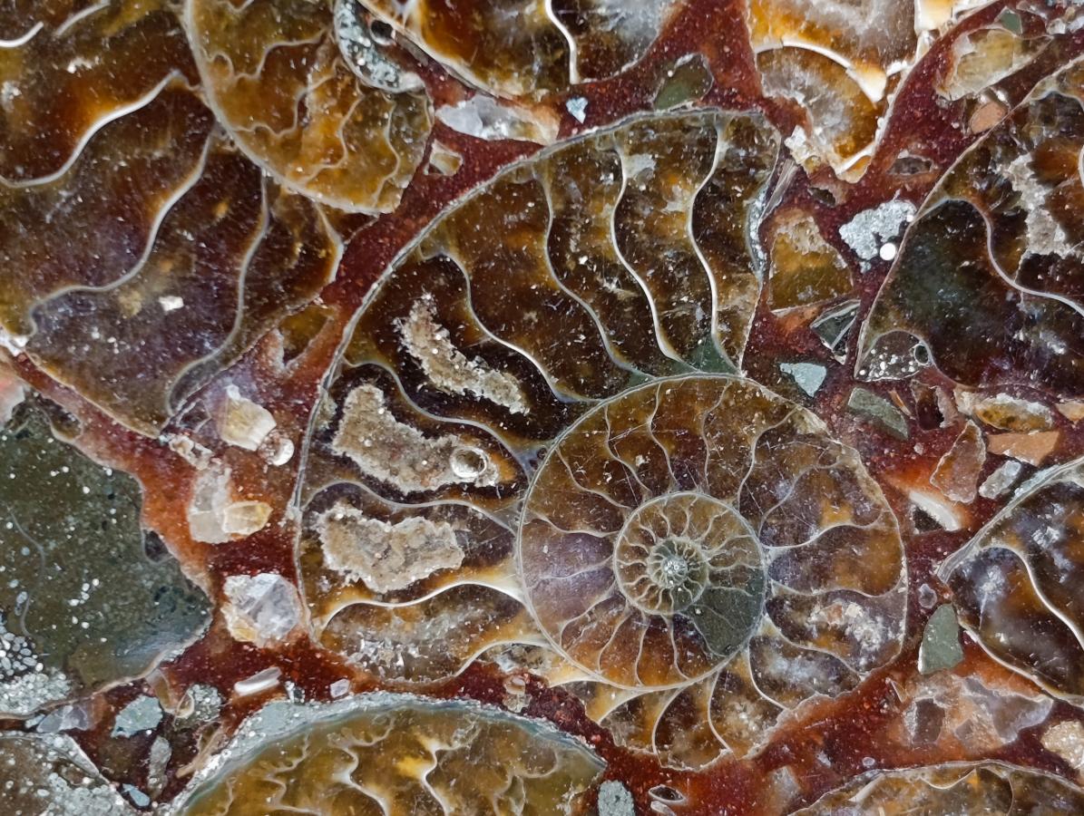 Hand Made Ammonite Conglomerate Coffee Table Coasters x 6 From Mahajanga, Madagascar