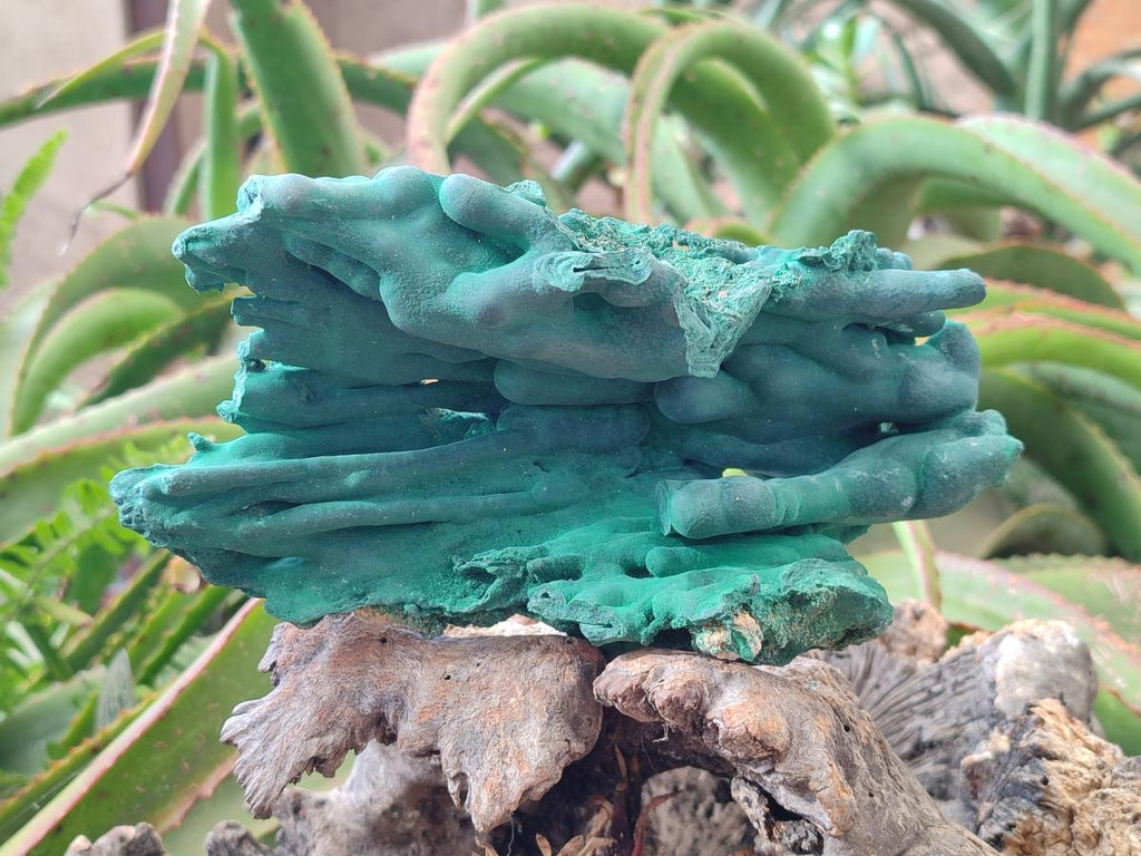 Natural Large Malachite Stalactite Cave Wall Specimen x 1 From Kolwezi, Congo