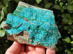 Natural Drusy Coated Chrysocolla with Malachite and Heterogenite on Dolomite Specimens x 7 From Lupoto Mine, Congo