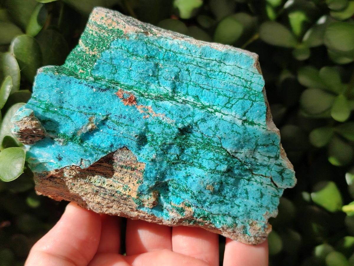 Natural Drusy Coated Chrysocolla with Malachite and Heterogenite on Dolomite Specimens x 7 From Lupoto Mine, Congo