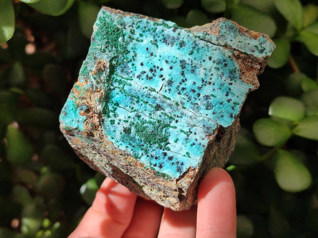 Natural Drusy Coated Chrysocolla with Malachite and Heterogenite on Dolomite Specimens x 7 From Lupoto Mine, Congo