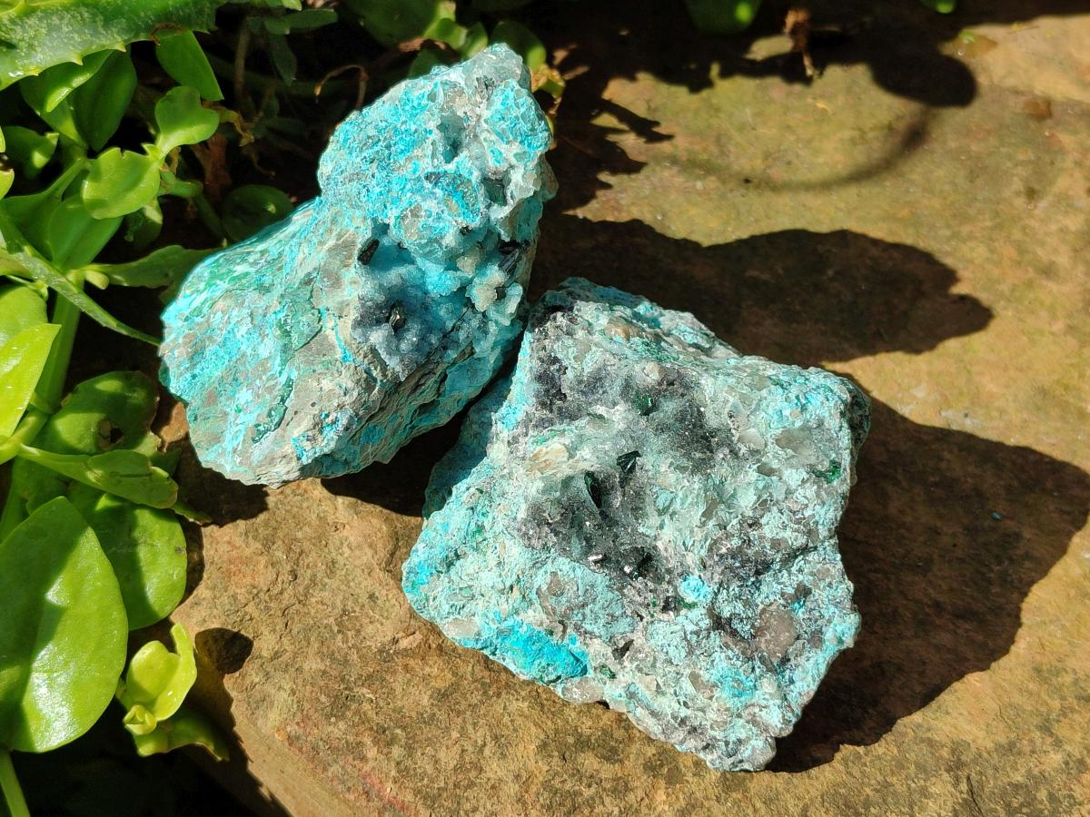 Natural Drusy Coated Chrysocolla with Malachite and Heterogenite on Dolomite Specimens x 7 From Lupoto Mine, Congo