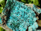 Natural Drusy Coated Chrysocolla with Malachite and Heterogenite on Dolomite Specimens x 7 From Lupoto Mine, Congo
