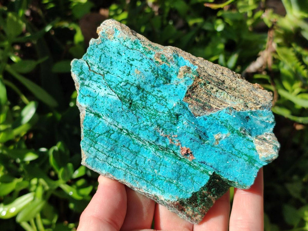 Natural Drusy Coated Chrysocolla with Malachite and Heterogenite on Dolomite Specimens x 7 From Lupoto Mine, Congo