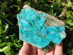 Natural Drusy Coated Chrysocolla with Malachite and Heterogenite on Dolomite Specimens x 7 From Lupoto Mine, Congo
