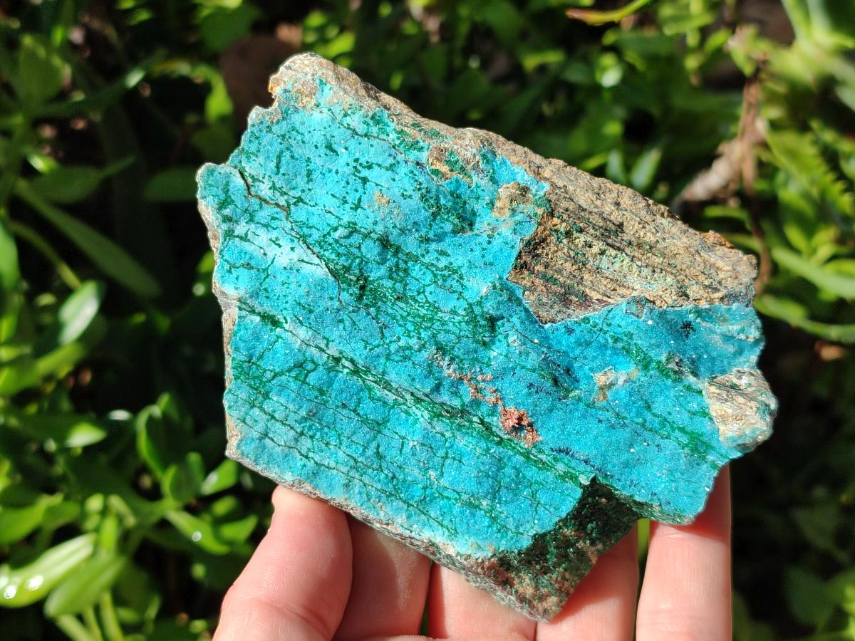 Natural Drusy Coated Chrysocolla with Malachite and Heterogenite on Dolomite Specimens x 7 From Lupoto Mine, Congo
