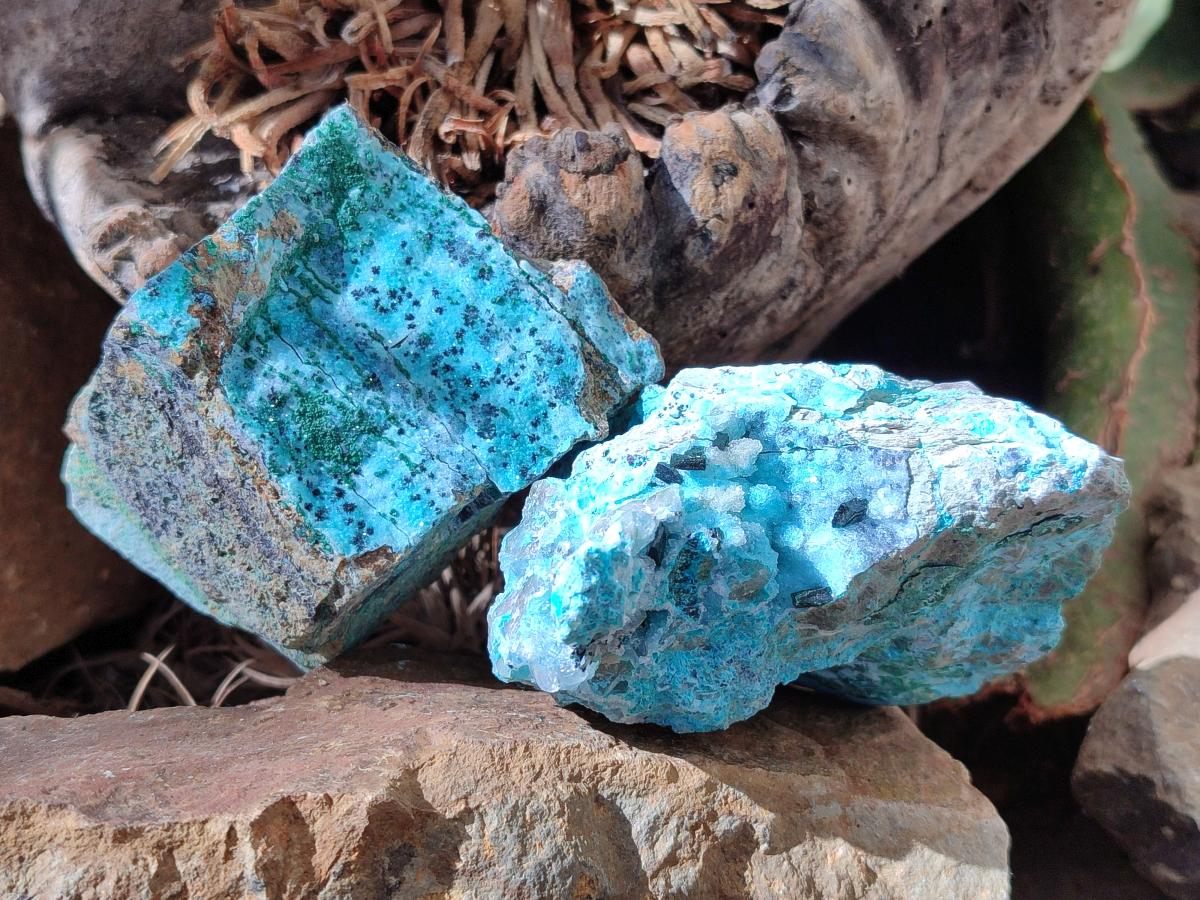 Natural Drusy Coated Chrysocolla with Malachite and Heterogenite on Dolomite Specimens x 7 From Lupoto Mine, Congo