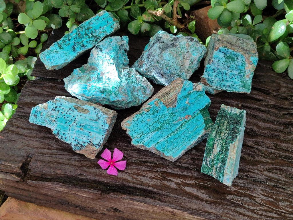 Natural Drusy Coated Chrysocolla with Malachite and Heterogenite on Dolomite Specimens x 7 From Lupoto Mine, Congo