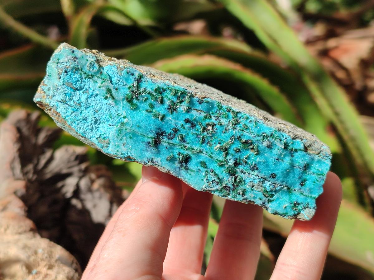 Natural Drusy Coated Chrysocolla with Malachite and Heterogenite on Dolomite Specimens x 7 From Lupoto Mine, Congo