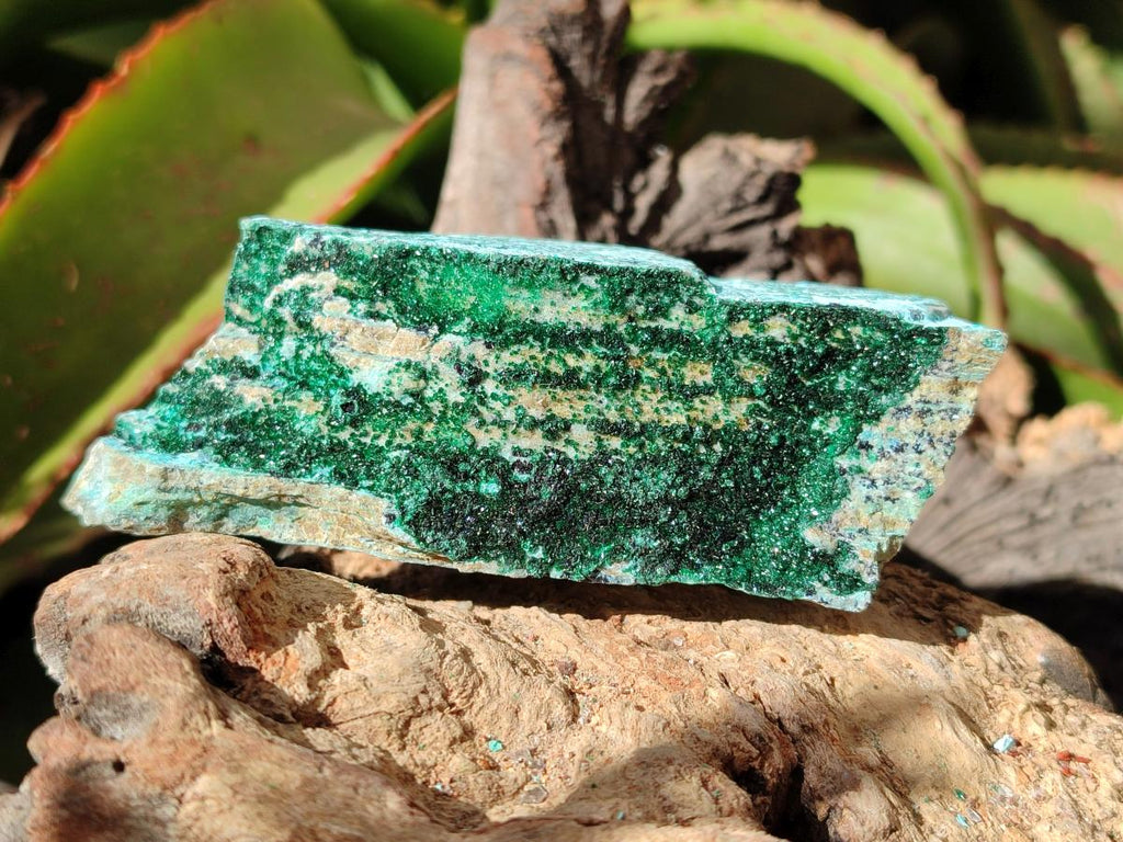 Natural Drusy Coated Chrysocolla with Malachite and Heterogenite on Dolomite Specimens x 7 From Lupoto Mine, Congo