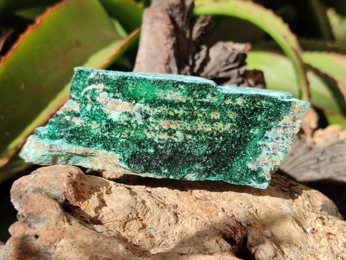 Natural Drusy Coated Chrysocolla with Malachite and Heterogenite on Dolomite Specimens x 7 From Lupoto Mine, Congo