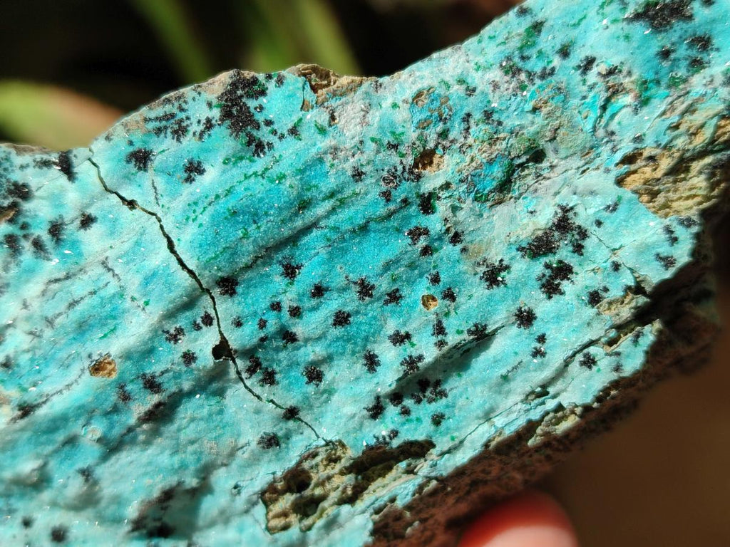 Natural Drusy Coated Chrysocolla with Malachite and Heterogenite on Dolomite Specimens x 7 From Lupoto Mine, Congo