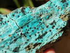 Natural Drusy Coated Chrysocolla with Malachite and Heterogenite on Dolomite Specimens x 7 From Lupoto Mine, Congo