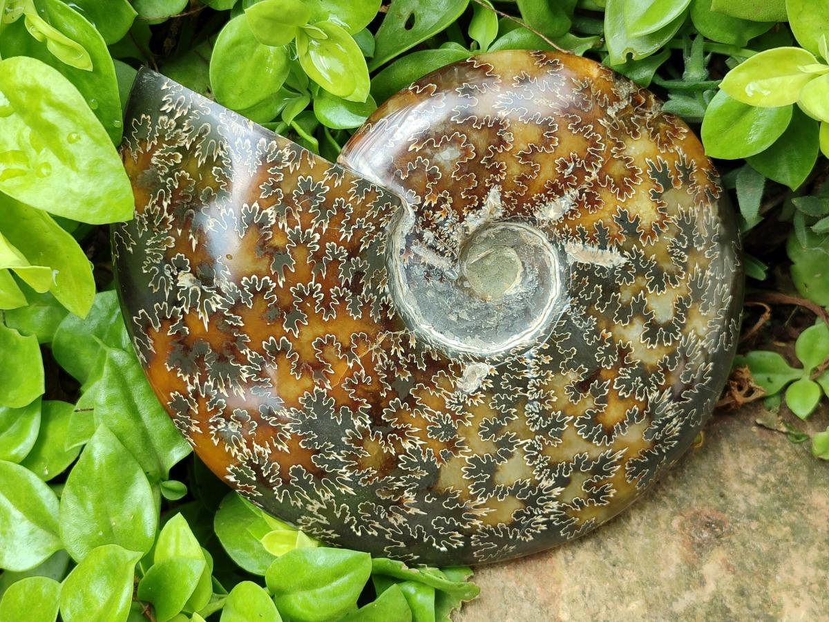 Polished Large Cleoniceras Ammonite Fossil x 1 From Tulear, Madagascar