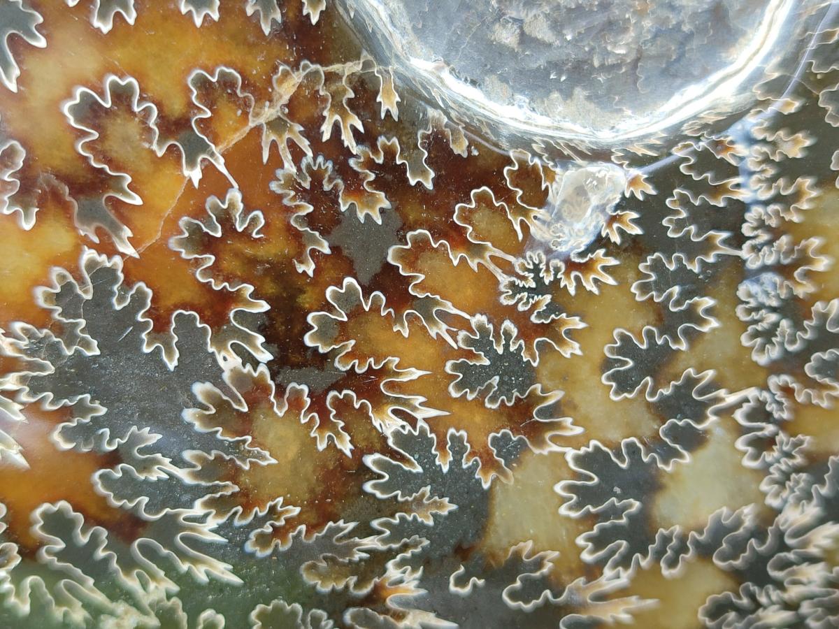 Polished Large Cleoniceras Ammonite Fossil x 1 From Tulear, Madagascar