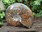 Polished Large Cleoniceras Ammonite Fossil x 1 From Tulear, Madagascar