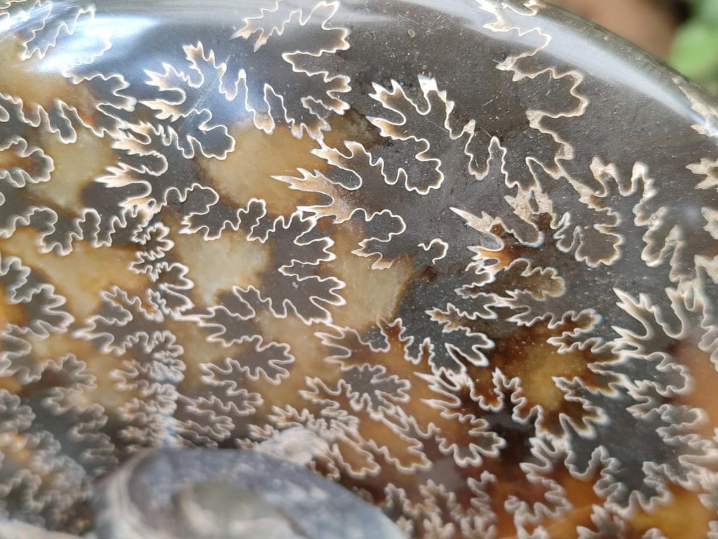 Polished Large Cleoniceras Ammonite Fossil x 1 From Tulear, Madagascar