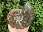 Polished Large Cleoniceras Ammonite Fossil x 1 From Tulear, Madagascar