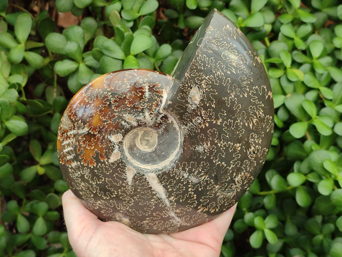 Polished Large Cleoniceras Ammonite Fossil x 1 From Tulear, Madagascar