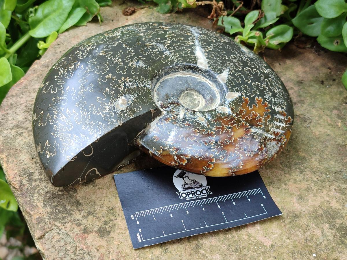 Polished Large Cleoniceras Ammonite Fossil x 1 From Tulear, Madagascar
