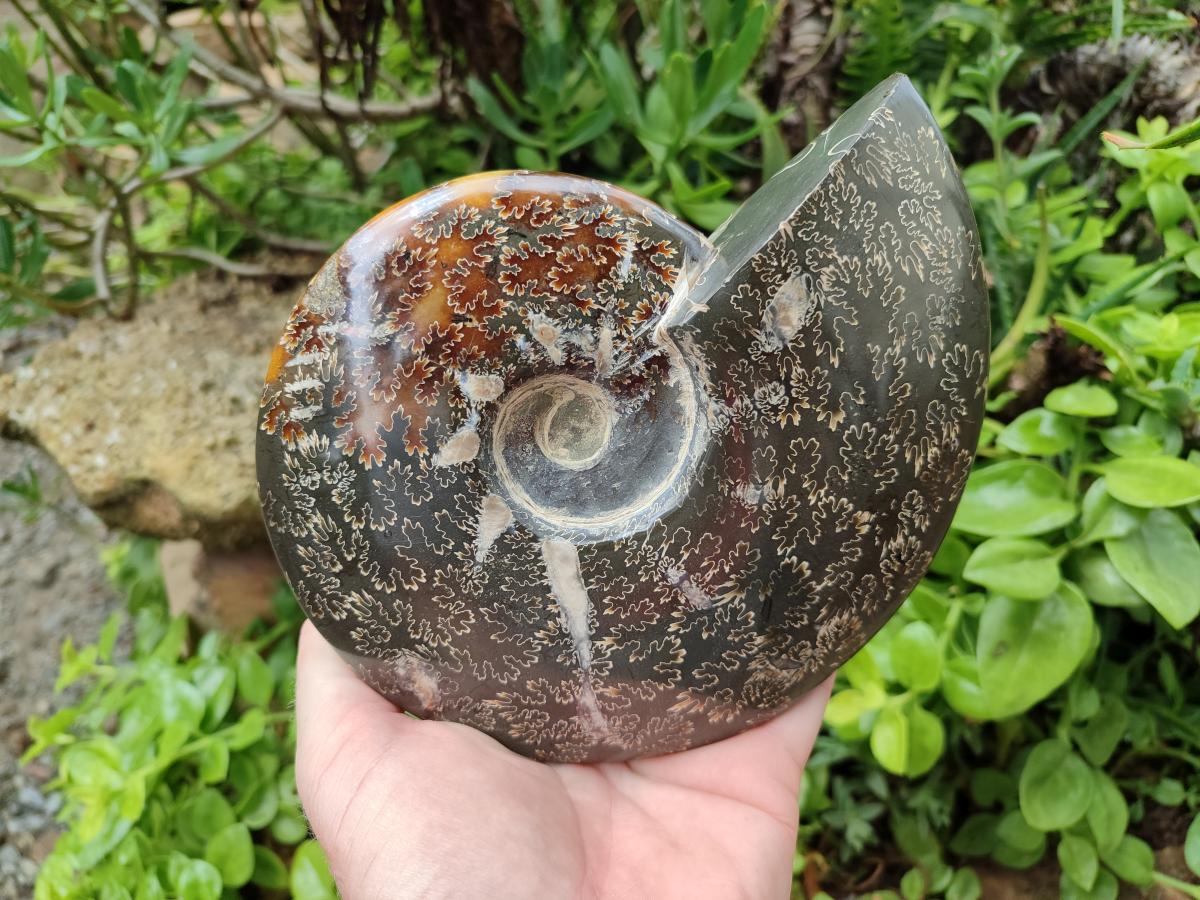 Polished Large Cleoniceras Ammonite Fossil x 1 From Tulear, Madagascar