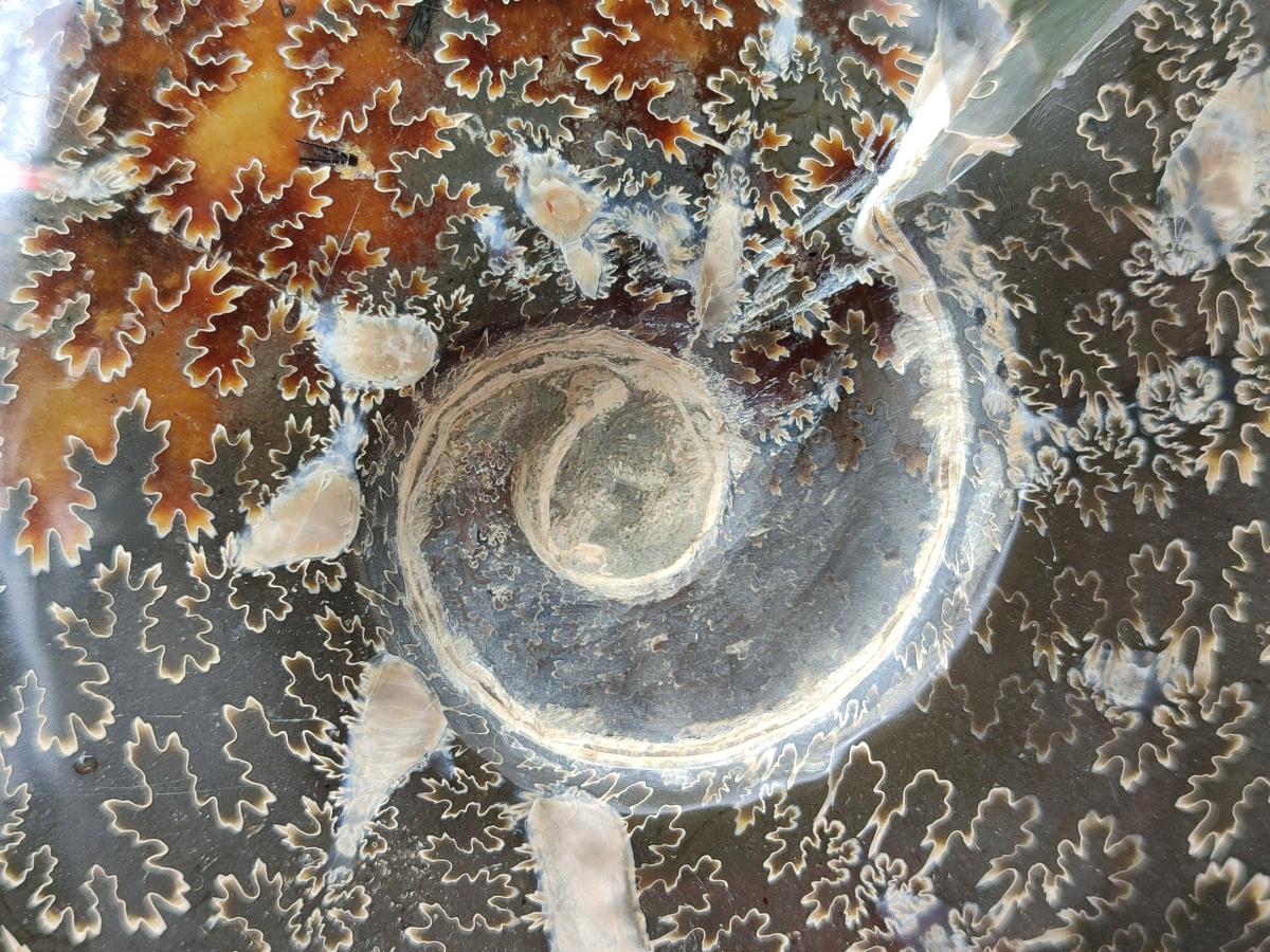 Polished Large Cleoniceras Ammonite Fossil x 1 From Tulear, Madagascar