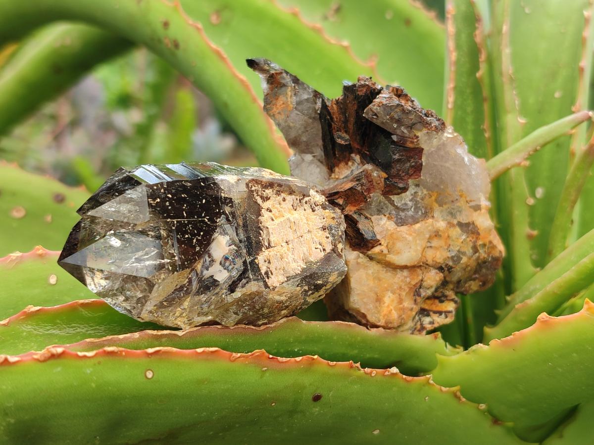 Natural Smokey Quartz Crystals x 12 From Zomba Plateau, Malawi