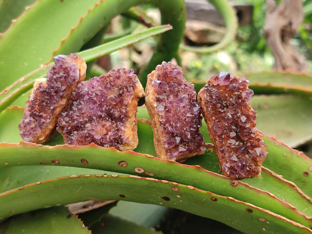 Natural Dark Purple Amethyst Quartz Crystal Plates x 35 From Boekenhouthoek, South Africa