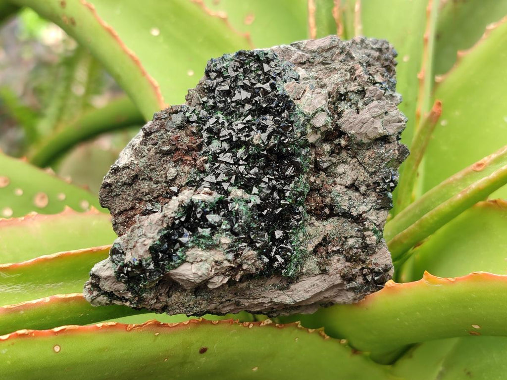 Natural Libethenite Crystals on Dolomite Matrix Specimens x 6 From Shituru, Congo