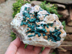 Natural Large Cabinet Size Drusy Quartz Coated Ball Malachite on Dolomite Specimen x 1 From Mindingi Mine, Kambove, Congo