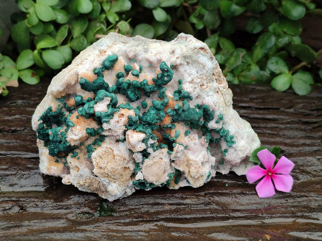 Natural Large Cabinet Size Drusy Quartz Coated Ball Malachite on Dolomite Specimen x 1 From Mindingi Mine, Kambove, Congo