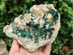 Natural Large Cabinet Size Drusy Quartz Coated Ball Malachite on Dolomite Specimen x 1 From Mindingi Mine, Kambove, Congo