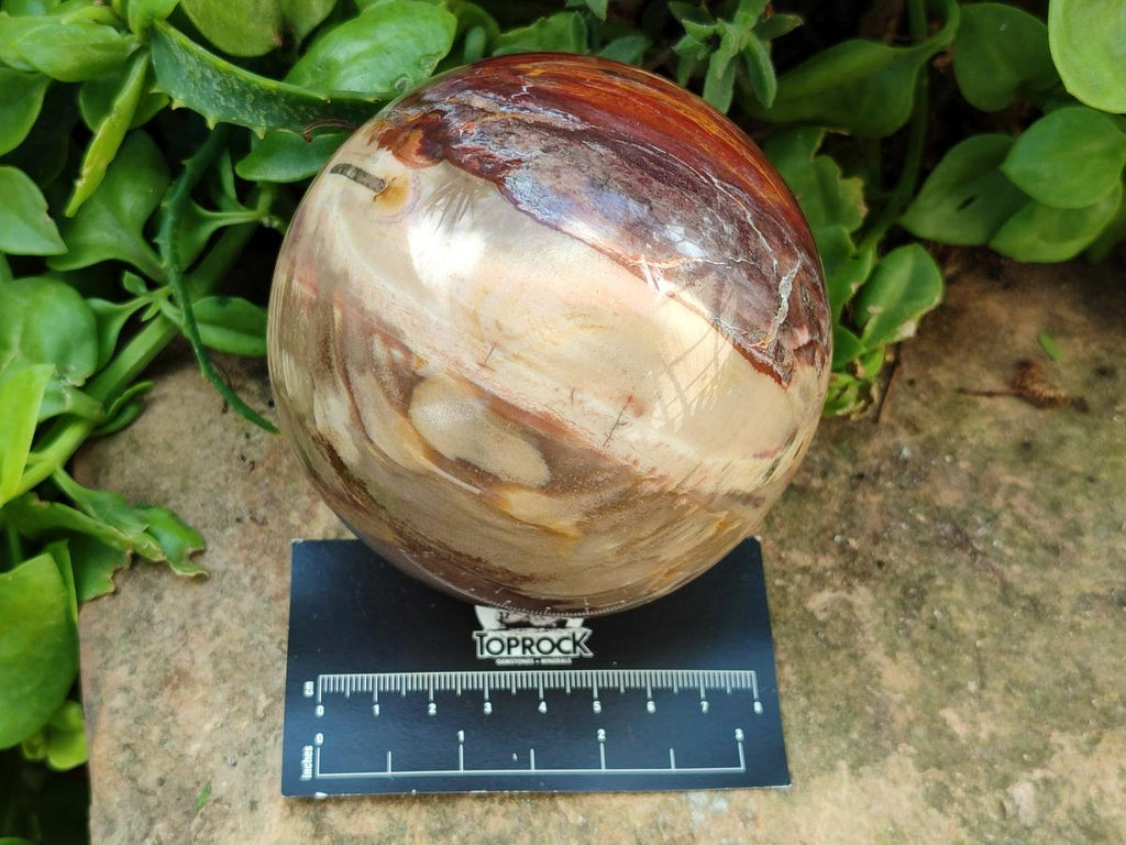 Polished Red Podocarpus Petrified Wood Spheres x 2 From Mahajanga, Madagascar