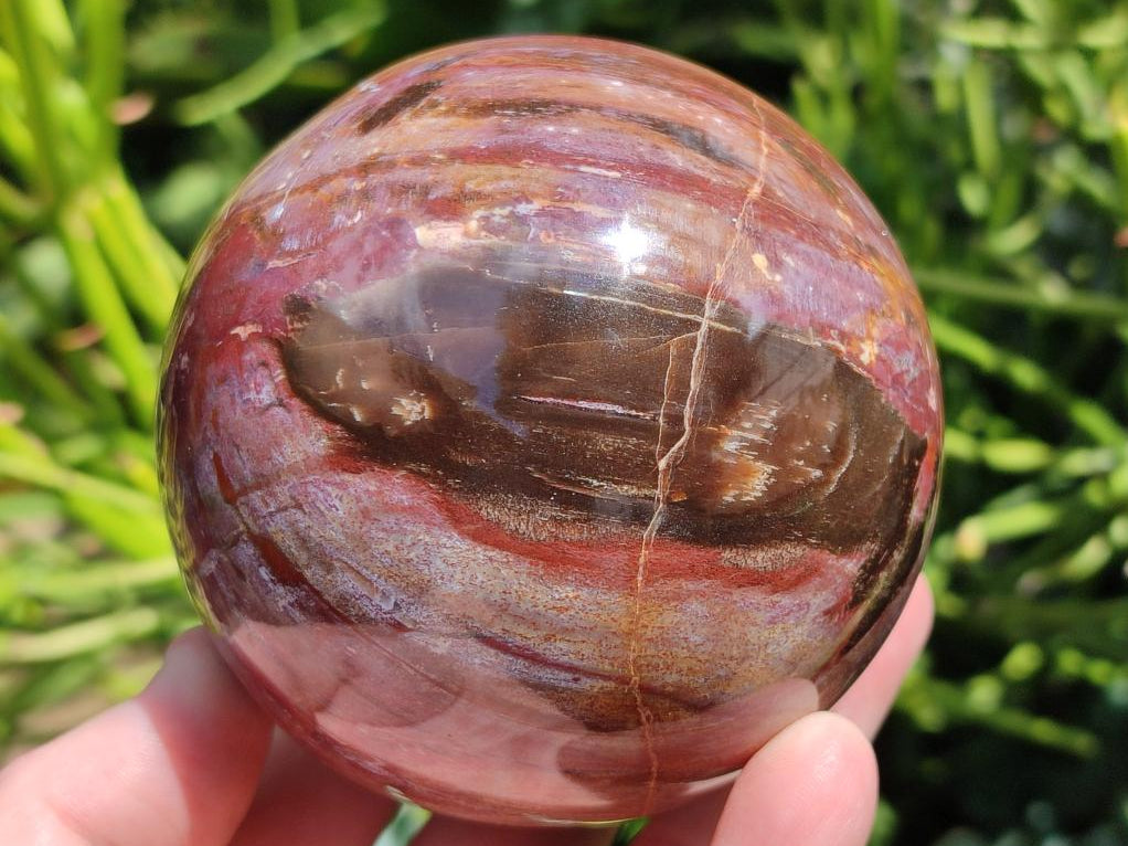 Polished Red Podocarpus Petrified Wood Spheres x 2 From Mahajanga, Madagascar