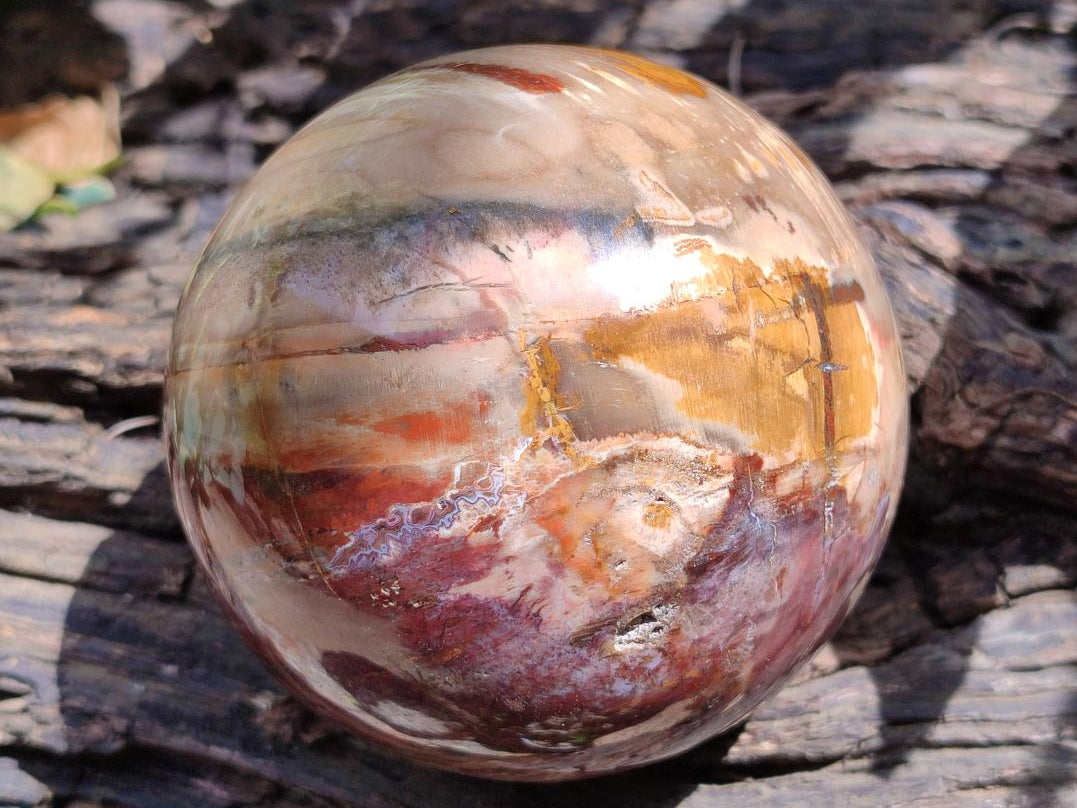 Polished Red Podocarpus Petrified Wood Spheres x 2 From Mahajanga, Madagascar
