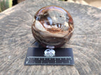 Polished Red Podocarpus Petrified Wood Spheres x 2 From Mahajanga, Madagascar