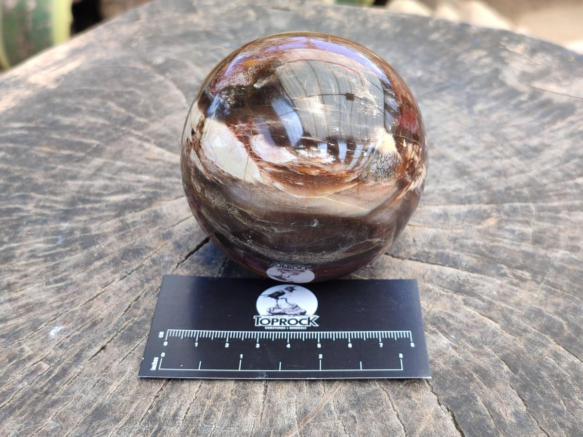 Polished Red Podocarpus Petrified Wood Spheres x 2 From Mahajanga, Madagascar