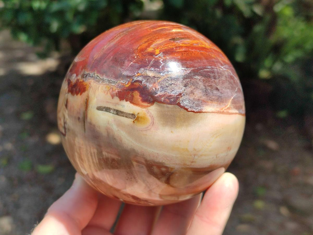 Polished Red Podocarpus Petrified Wood Spheres x 2 From Mahajanga, Madagascar