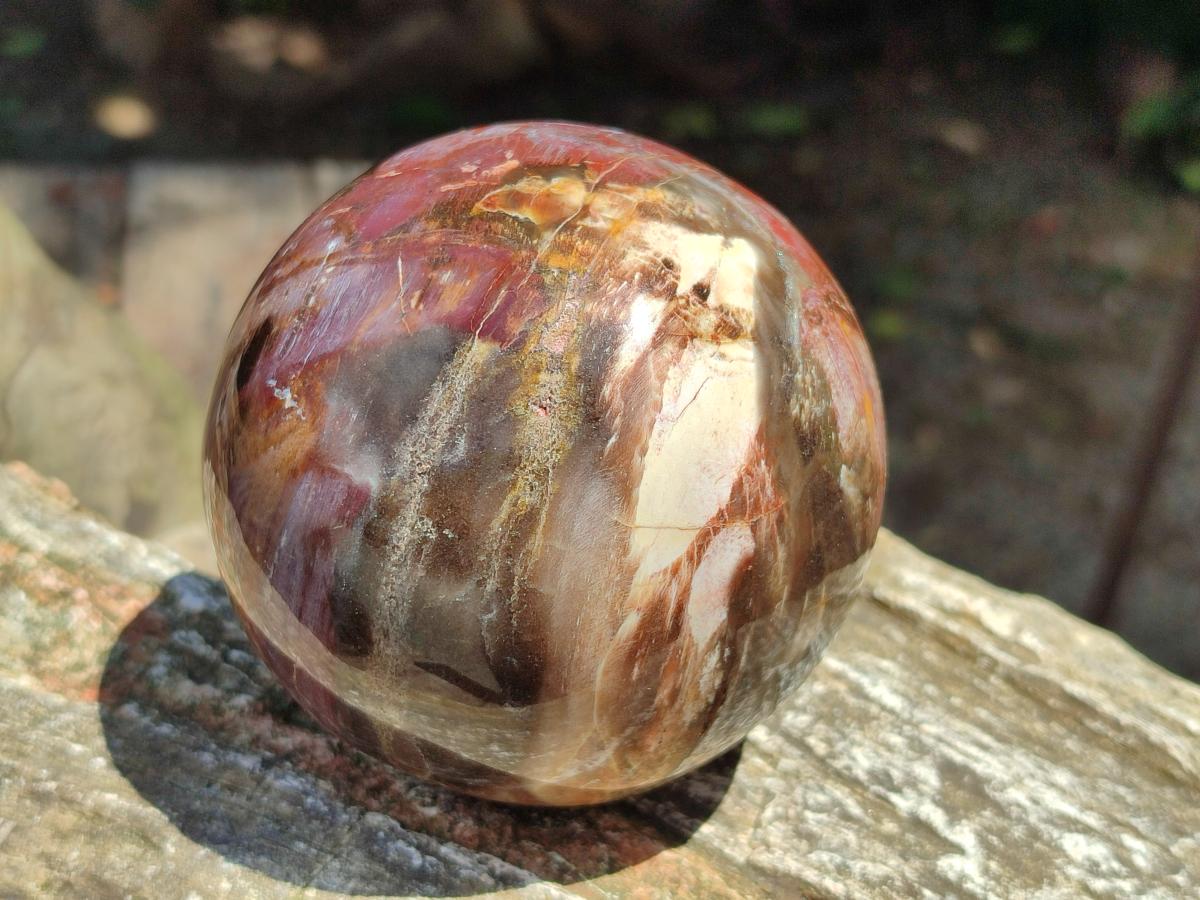 Polished Red Podocarpus Petrified Wood Spheres x 2 From Mahajanga, Madagascar