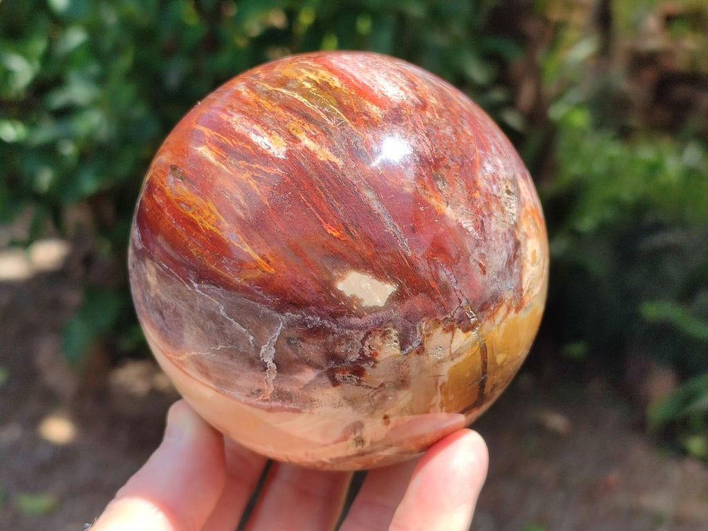 Polished Red Podocarpus Petrified Wood Spheres x 2 From Mahajanga, Madagascar