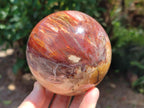 Polished Red Podocarpus Petrified Wood Spheres x 2 From Mahajanga, Madagascar