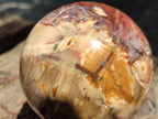 Polished Red Podocarpus Petrified Wood Spheres x 2 From Mahajanga, Madagascar