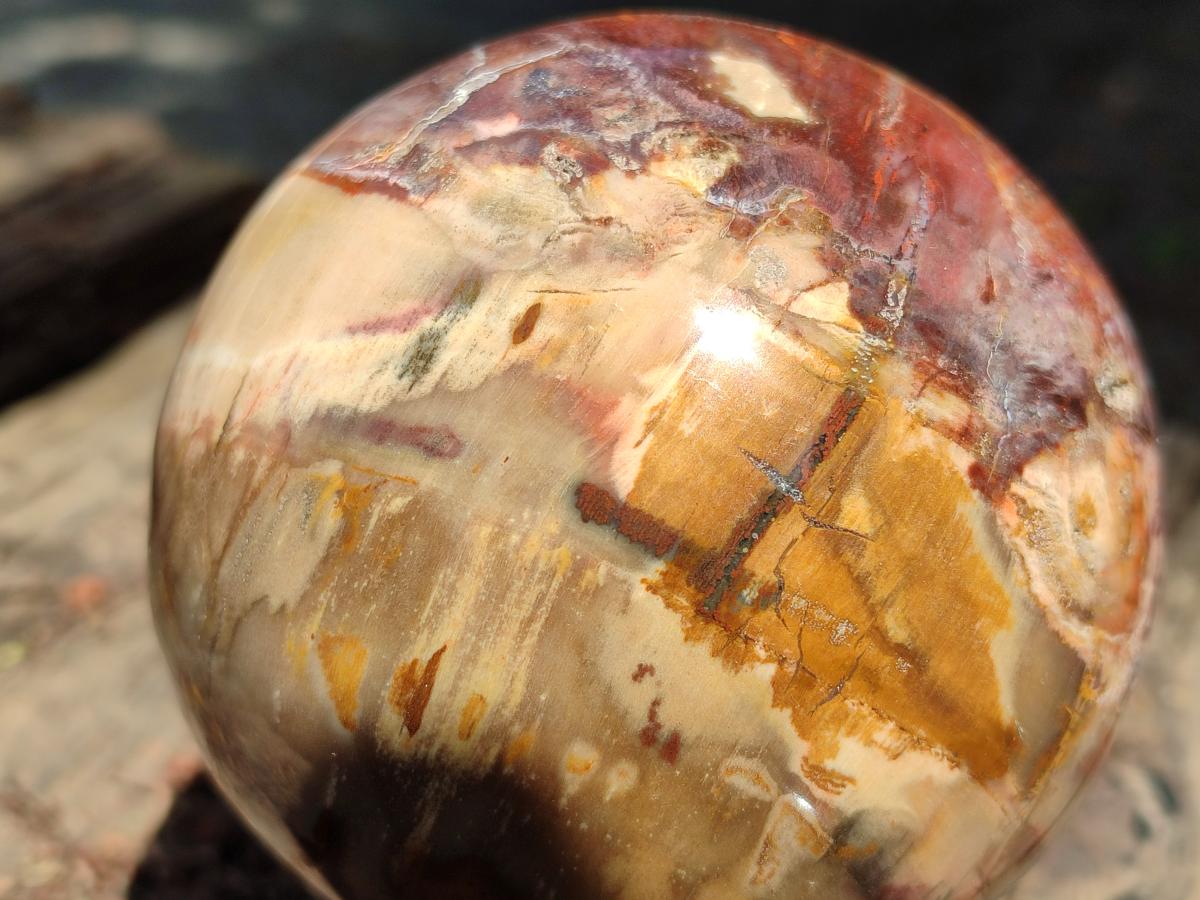 Polished Red Podocarpus Petrified Wood Spheres x 2 From Mahajanga, Madagascar