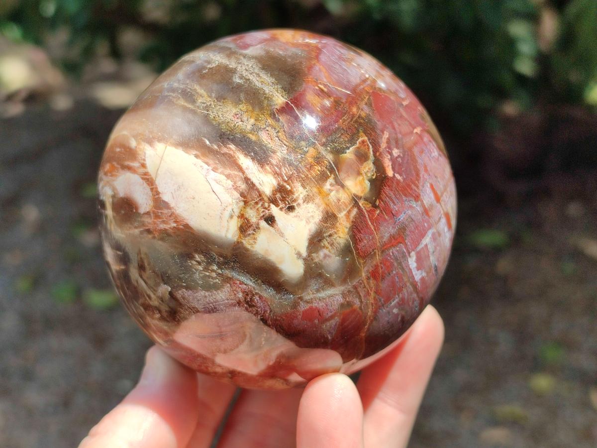 Polished Red Podocarpus Petrified Wood Spheres x 2 From Mahajanga, Madagascar