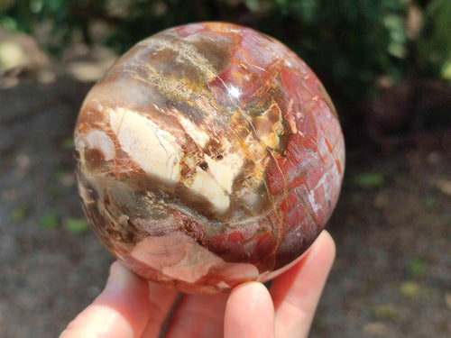 Polished Red Podocarpus Petrified Wood Spheres x 2 From Mahajanga, Madagascar