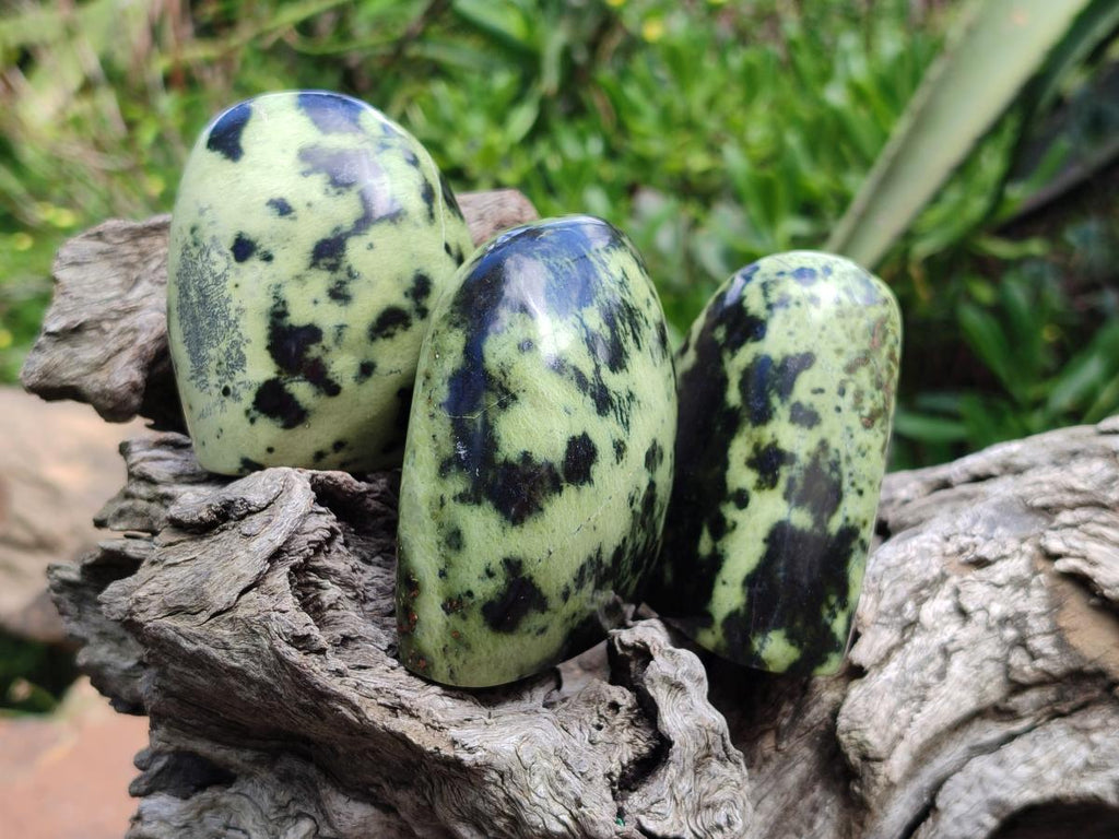 Polished Leopard Standing Free Forms x 6 From Zimbabwe