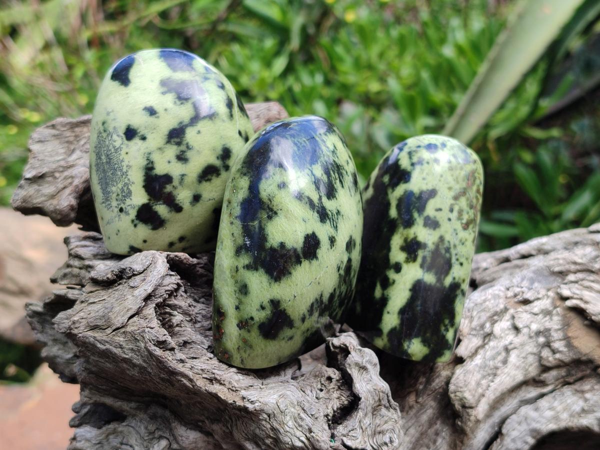 Polished Leopard Standing Free Forms x 6 From Zimbabwe