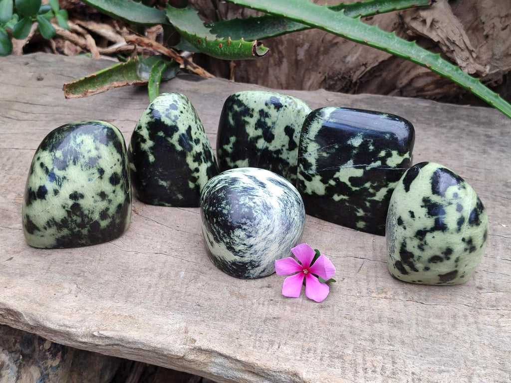 Polished Leopard Standing Free Forms x 6 From Zimbabwe